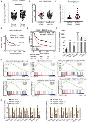 LncRNA NEAT1 Promotes Gastric Cancer Progression Through miR-17-5p/TGFβR2 Axis Up-Regulated Angiogenesis